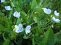 Faden-Ehrenpreis (Veronica filiformis)