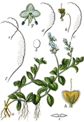 Veronica officinalis