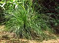 Vetiver (Vetiveria zizanioides)