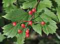 Gemeiner Schneeball (Viburnum opulus)