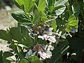 Ackerbohne (Vicia faba)