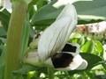 Vicia faba, Urheber: Daniel Feliciano, Wikimedia, pd Blüte der Ackerbohne