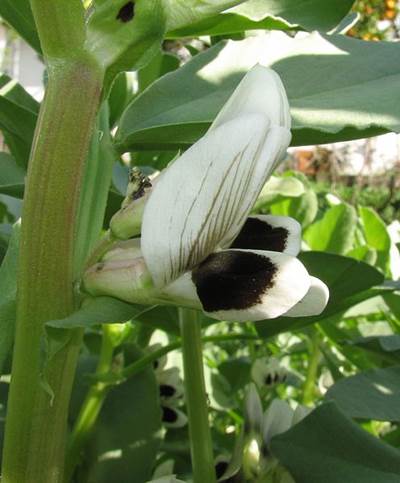 Blüte der Ackerbohne (Vicia faba)