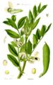 Illustration Vicia faba, Urheber: Prof. Dr. Otto Wilhelm Thomé, Kurt Stueber, Wikimedia, gemeinfrei Illustration Vicia faba