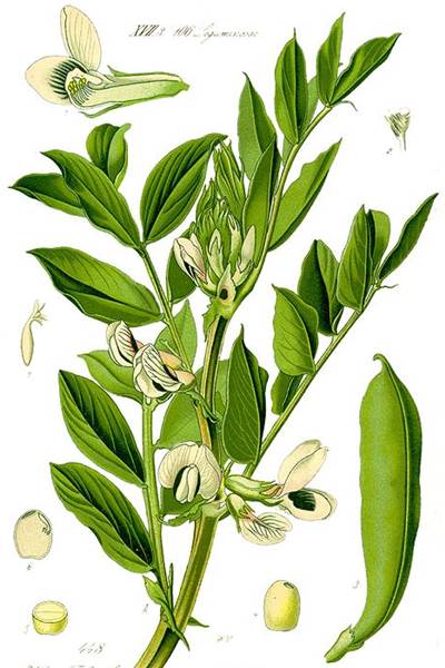 Illustration der Ackerbohne (Vicia faba)