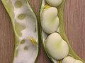 Vicia faba, Urheber: Rasbak, Wikimedia, CC BY-SA 3.0 Früchte der Ackerbohne