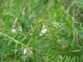 Rauhaarige Wicke (Vicia hirsuta)