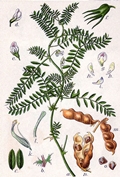Vicia ervilia