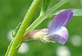 Platterbsen-Wicke (Vicia lathyroides)