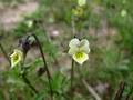 Acker-Stiefmütterchen (Viola arvensis)