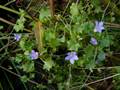 Efeu-Moorglöckchen (Wahlenbergia hederacea)