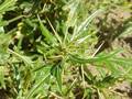 Dornige Spitzklette (Xanthium spinosum)
