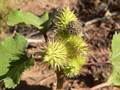 Gewöhnliche Spitzklette (Xanthium strumarium)