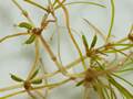 Sumpf-Teichfaden (Zannichellia palustris)