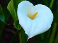 Gewöhnliche Calla (Zantedeschia aethiopica)