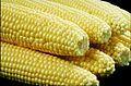 Zuckermais (Zea mays)