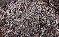 Wild rice (Zizania aquatica)