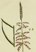 Zizania palustris