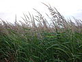 Northern wild rice (Zizania palustris)
