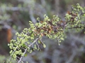 Florida Ziziphus (Ziziphus celata)