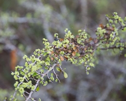 Florida Ziziphus (Ziziphus celata)