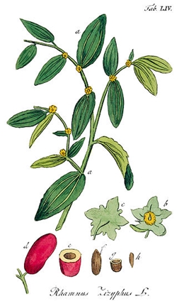 Chinesische Jujube (Ziziphus jujuba)