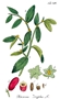 Ziziphus jujuba, Zeichnung, Urheber: Adolphus Ypey, Quelle: Kurt Stüber, biolib.de Chinesische Jujube (Ziziphus jujuba)