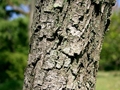 Ziziphus jujuba, Borke, Urheber: KENPEI, Wikimedia, CC BY-SA 3.0 Borke der Chinesischen Jujube (Ziziphus jujuba)