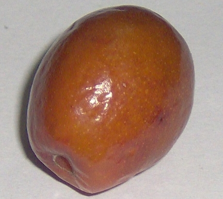 Frucht der Chinesische Jujube (Ziziphus jujuba)