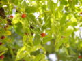 Blätter und Früchte der Chinesischen Jujube (Ziziphus jujuba)
