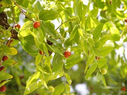 Jujube (Ziziphus jujuba)