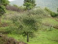 Ziziphus jujuba, Habitus, Urheber: Dinesh Valke, flickr, CC BY-SA 2.0 Habitus der Chinesischen Jujube (Ziziphus jujuba)