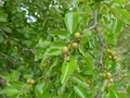 Buffalo thorn (Ziziphus mucronata)