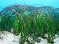 Gewöhnliches Seegras (Zostera marina)